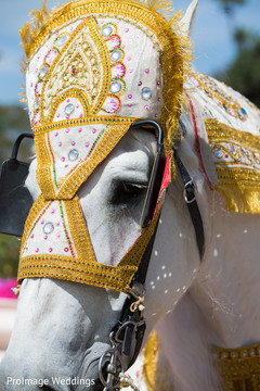 Lovely white horse for Baraat Lovely white horse for Baraat