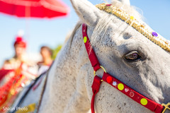 Baraat white horse. Baraat white horse.