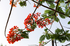 Indian wedding photography. destination wedding photography,indian wedding photography